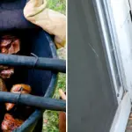 Pit Barrel Cooker vs Weber Smokey Mountain: Choosing the Best Backyard Barrel Smoker